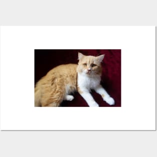 cute cat portrait Posters and Art